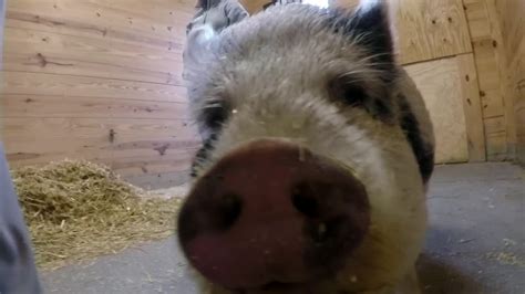 Pet Pig Has Been Adopted From The Spca
