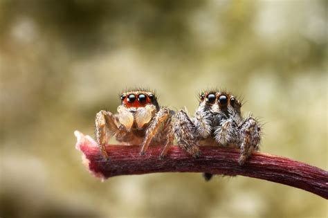 A Date In The Park Jumping Spiders Juvenile Habornattus Couple