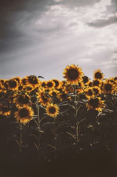 Enjoy and share your favorite beautiful hd wallpapers and background images. Fields of flowers #sunflowers #indie #photography ...