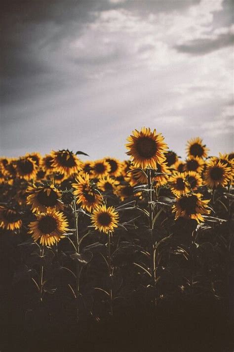 Jul 19, 2021 · feel free to record ringtones for iphone, text tones, and alert tones. Aesthetic Iphone Indie Wallpaper - AesthetixBase