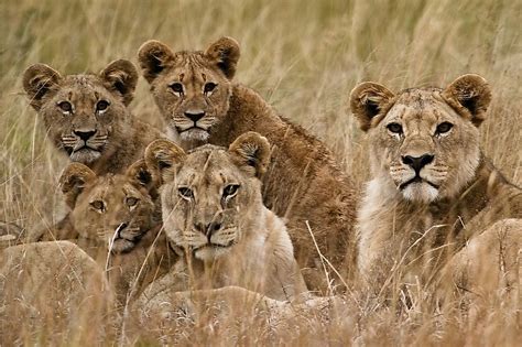 Well, a lion is one. The Seven Species Of Wild Cats Of Africa - WorldAtlas.com