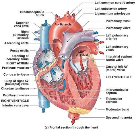 CHAMBERS OF HEART - www.medicoapps.org