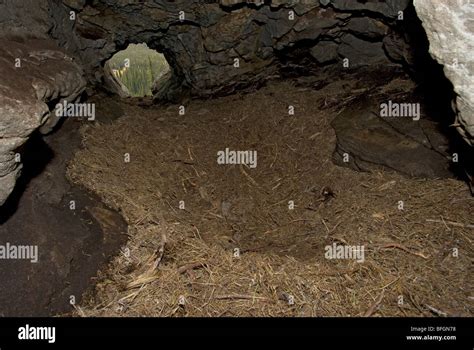 Interior Of Grizzly Bear Den Or Hibernation Cave Bear Cave Stock Photo