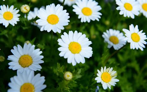 Daisies Flowers Summer Wallpapers Hd Desktop And Mobile Backgrounds