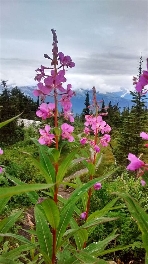 Bright Pink Flowers With Snowy Mountains In The Background Pink