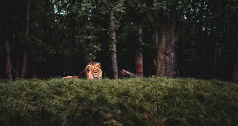 Download Lion Resting Awesome Animal Wallpaper