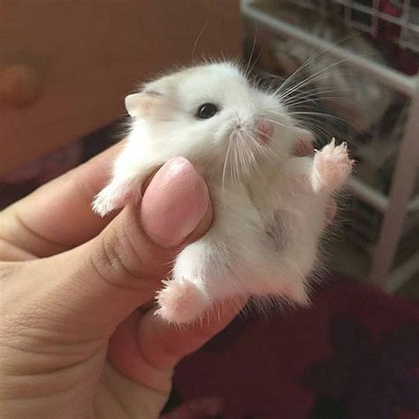 Cute Baby Hamster On Finger Tips Cute Little Animals Cute Hamsters