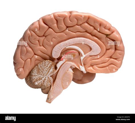 Left Half Of Human Brain On White Background Stock Photo 8812802 Alamy