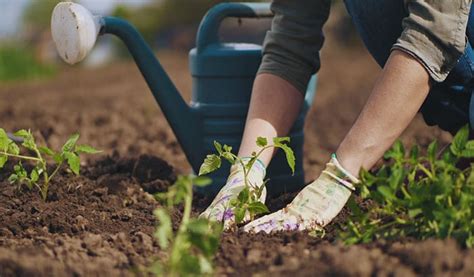 vegetable gardening tips and tricks for beginners