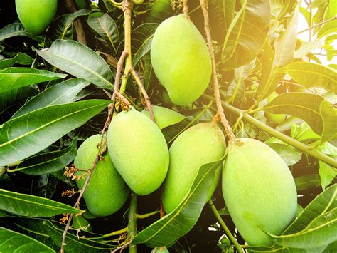 Cara Membuahkan Mangga | KampusTani.Com