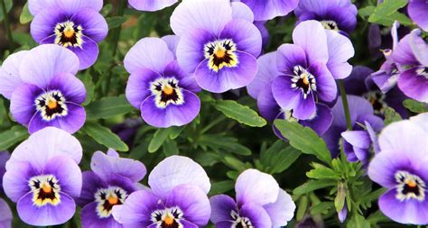 We did not find results for: New Jersey State Flower - The Common Meadow Violet ...