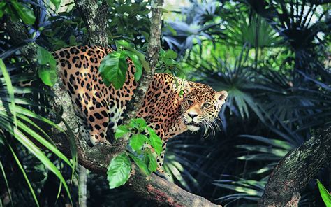 Animals Jaguar Forest Wallpapers Hd Desktop And Mobile Backgrounds