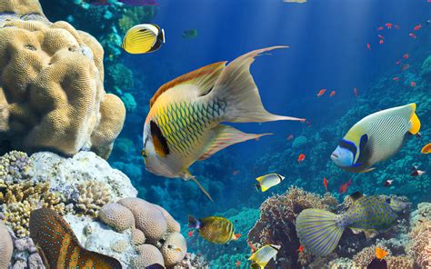 Wallpaper Hd Marine Animals Underwater World Fish Corals