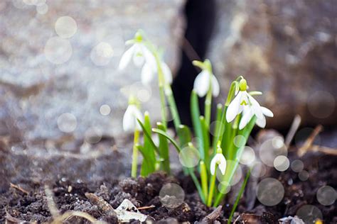 290 Planting Snowdrops Stock Photos Pictures And Royalty Free Images