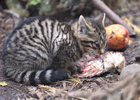 Kittens A Boost For Scotlands Vanishing Wildcats Zooborns