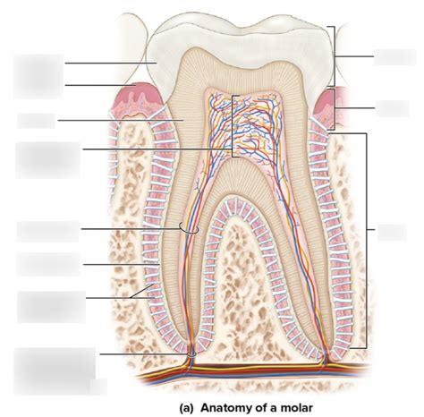 Tooth Diagram Diagram Quizlet