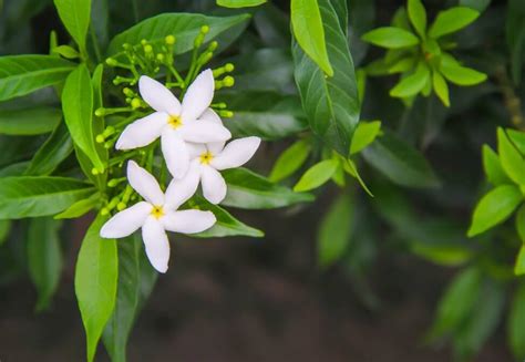 Guía Definitiva Sobre El Significado Y Los Usos De La Flor De Jazmín 2022