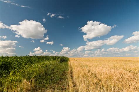 Brown Wheat Field And Green Corn Field Under Cloudy Blue Sky Hd