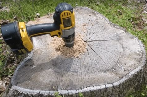 How To Easily Remove A Tree Stump For A Bargain Tree Stump Stump