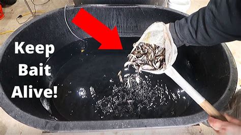Keep Bait Alive All Winter Long How To Minnow Tank Build Diy Youtube