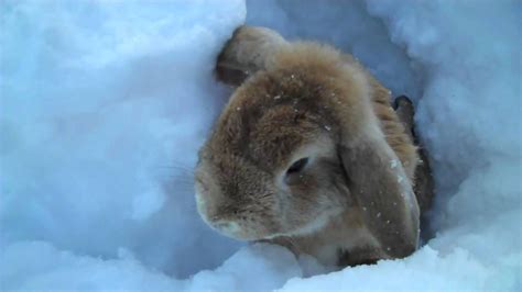 Rabbits Playing In The Snow Cute Animal Videos Cute Baby Bunnies