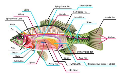 Penjelasan Lengkap Klasifikasi Dan Morfologi Ikan Lele