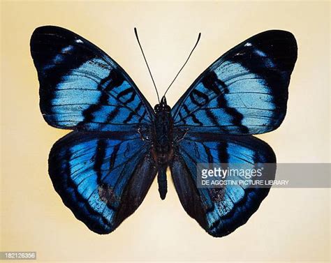 Queen Flasher Butterfly Photos And Premium High Res Pictures Getty Images