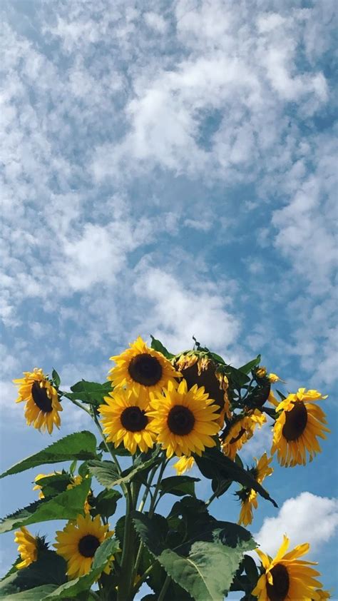 Aesthetic Sunflower Field Wallpapers Wallpaper Cave