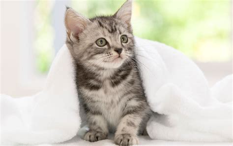 American Shorthair Kitten Wallpaper High Definition High Quality