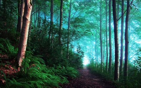 Nature Forest Hd Wallpaper