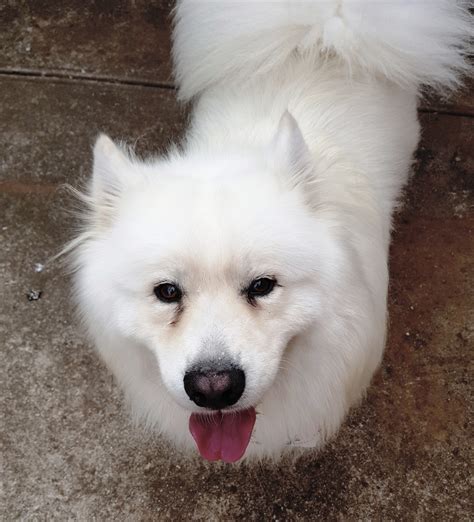 Joji Large Male Samoyed Dog In Vic Petrescue