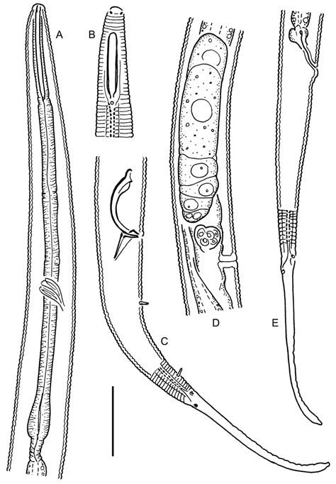 Leptolaimoides Haploopis Jensen 1978 Male A C And Female D E A