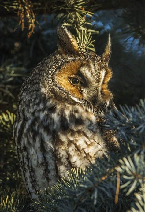 Long Eared Owl Focusing On Wildlife