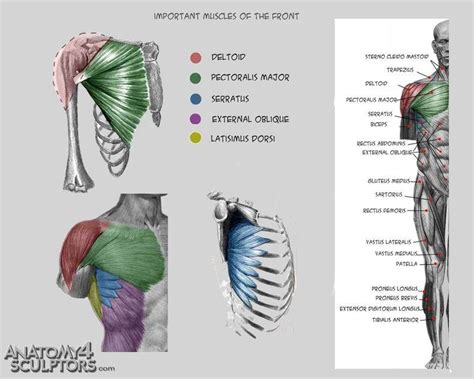 See more ideas about anatomy reference, anatomy, anatomy for artists. Torso muscles, Deltoid muscle, Pectoralis major, serratus ...