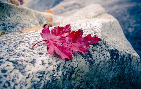 Wallpaper Autumn Red Stone Autumn Leaf Images For Desktop Section