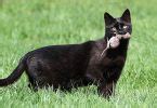Many cat masters have a question can cats eat shrimp or not.the answer is yes! Can Cats Eat Shrimp: Raw or Cooked?