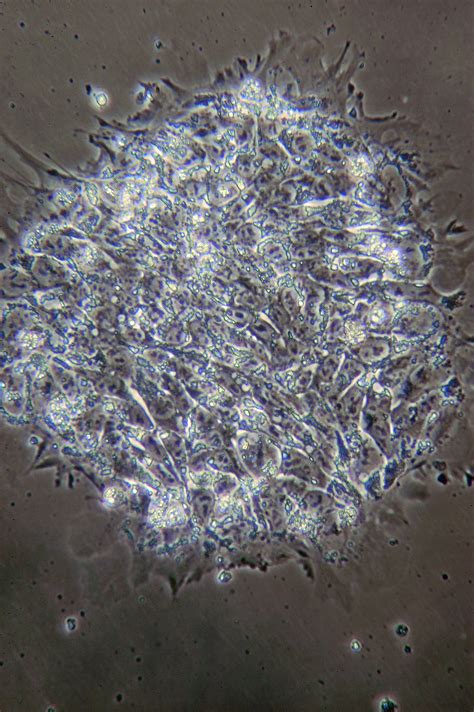 Unlike other cells, stem cells are not limited to dividing into copies of themselves. High-resolution 300 DPI JPEG