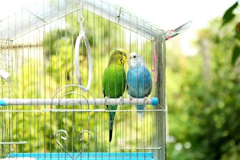 8 Tips To Get Your Bird Back In The Cage Petsoid