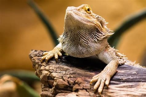 The Definitive Guide To Bearded Dragon Care Kritter Care 101