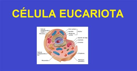 Celulas Eucariotas Que Son Partes Funcionamiento Tipos