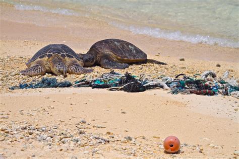 Naturefinder International Marine Debris Sea Turtles Created With 2010