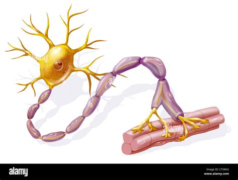 La Neurona Motora Fotografías E Imágenes De Alta Resolución Alamy