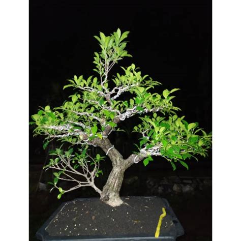 Jual Bonsai Jadi Ficus Beringin Kimeng Shopee Indonesia