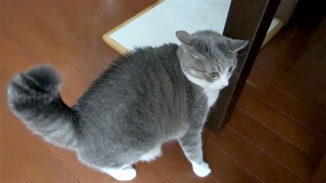 しっぽ爆発 Puffed Up Tail Cat Youtube