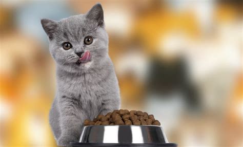 ¡cuida A Tu Felino Estas Son Las Mejores Croquetas Para Gatos Según Profeco