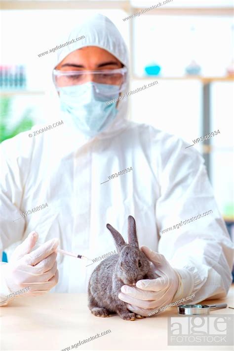 Scientist Doing Testing On Animals Rabbit Stock Photo Picture And