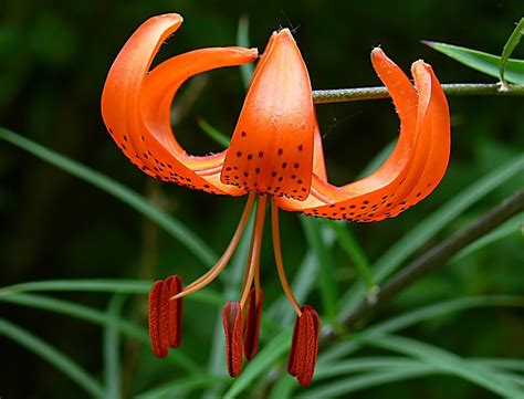 tiger lily lilium members of which are true lilies is a… flickr