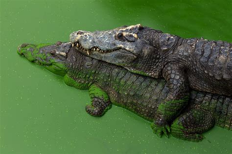 mating crocodiles zala hub