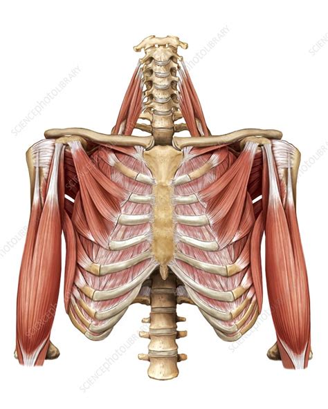 Muscles Of The Thorax Stock Image C0200407 Science Photo Library