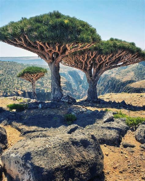 Socotra Island Yemen Socotra Landscape Nature Tree